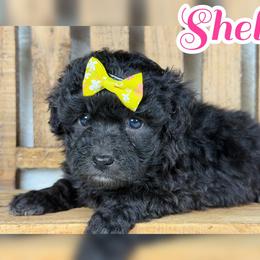 Shelly - Black female Assorted Doodle Crosses puppy in Garland, Texas from Brewer's Doodles and French Bulldogs