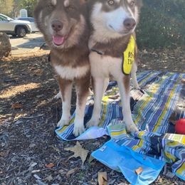 Bear and Junior - Brown and white male Siberian Husky puppy in York, Maine from Maine Coast Huskies