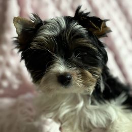 Girl 1 - Biewer Terrier puppy from Little Bear Creek Biewers