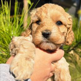 Cinder - Buff and white female Cockapoo puppy in Indiahoma, Oklahoma from Phamily Doodles