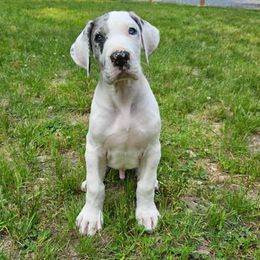 Great Dane Puppies from Ellenni Danes