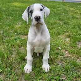 Great Dane Puppies from Ellenni Danes