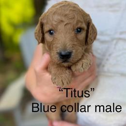 Titus - Apricot male Poodle puppy in St. Johnsbury, Vermont from Poodles of the Northern Woods