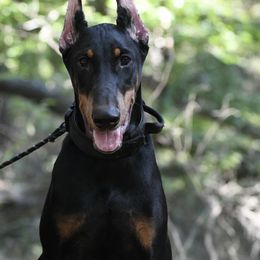 Apollo - Black and rust male Doberman Pinscher puppy in Overton, Texas from Obsidian Kennel