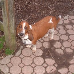 Riley - Basset Hound