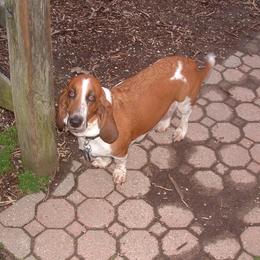 Riley - Basset Hound