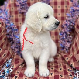 Golden Retriever Puppies from Dale Hollow Goldens