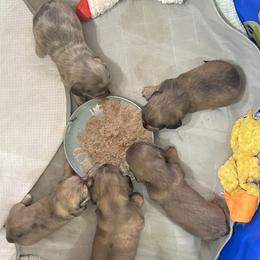 Dachshund Puppies from hHamilton Creek long haired mini dachshunds