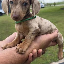 Basset Hound and Dachshund Puppies from Heyliger Hounds