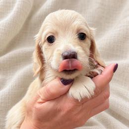 Brie - Cream female Dachshund puppy in Laurel, Mississippi from Kissinger Dachshunds