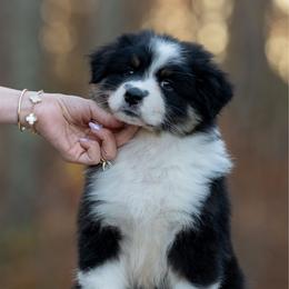 Boy 1 - Black tri-color male Australian Shepherd puppy in Newtown, Connecticut from Stepping Stone Kennel