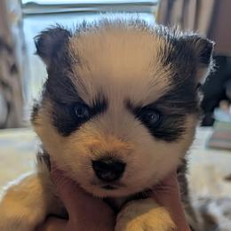 Garth - Black and white male Pomsky puppy in Charlotte, Michigan from Moore Pomskies