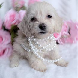 Tiny Candy cream silky wire - Cream female Dachshund puppy in Richmond, Virginia from Irresistible Dachshunds & Cavaliers