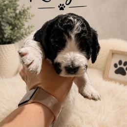 Reagan - Red female Bernedoodle puppy in Center Line, Michigan from Mitten Made Bernedoodles
