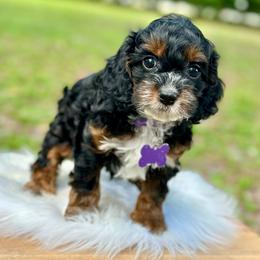 Papaya - Black white and tan female Cockapoo puppy in Palm Beach County, Florida from Benji’s Cockapoos