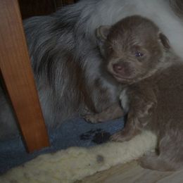 Girl 3 - Lavender female Pomeranian puppy in Skowhegan, Maine from Countryside Pomeranians