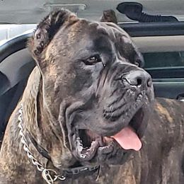 Cane Corso from South Florida Cane Corsos
