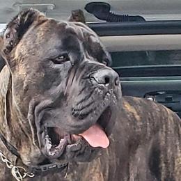 Cane Corso from South Florida Cane Corsos