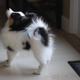 Papillon Puppies from Winghaven