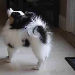 Papillon Puppies from Winghaven