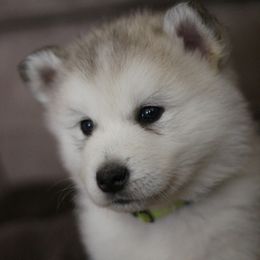 Wolfgang - Gray and white male Alaskan Malamute puppy in Independence, Virginia from New River Valley Malamutes
