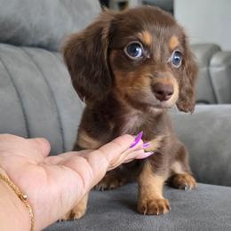Princess Aurora - Chocolate and tan female Dachshund puppy in Las Piedras from New Empire Kennels
