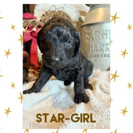 Goldendoodle Puppies from Fire Wife Doodles