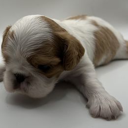 Enchanting Charlies Perfect Fit - Red and white female English Toy Spaniel puppy in Pennsylvania from Enchanting Charlies