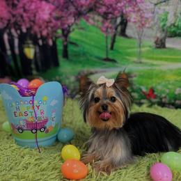 Yorkshire Terrier Puppies from Lake Life
