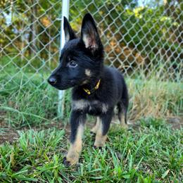 Grumpy - Bi-color male German Shepherd puppy in Winston Salem, North Carolina from Samtastic Shepherds