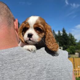 Daisy - Blenheim female Cavalier King Charles Spaniel puppy in Bonney Lake, Washington from BRAVE HEART ❤️