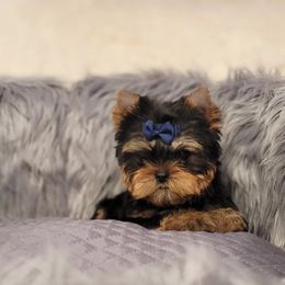 Chihuahua and Yorkshire Terrier Puppies from Royalty Tracks 👑🐾