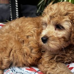 Cavapoos and Goldendoodles from Makewayfordoodles!