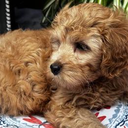 Cavapoos and Goldendoodles from Makewayfordoodles!
