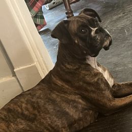 Boxers and French Bulldogs from Nelson’s Fancy Frenchies and Bulldogs
