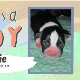 Eddie - Black and white male Boston Terrier puppy in Jupiter, Florida from CJM Boston and Boxer Puppies