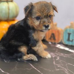 Girl 1 - Black and tan female Yorkshire Terrier puppy in Thornville, Ohio from My precious yorkies
