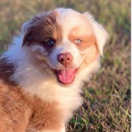 Australian Shepherds from G & R Australian Shepherds