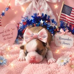 Black mask fawn girl - Red female Boston Terrier puppy in San Antonio, Texas from JT Bostons