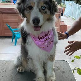 Australian Shepherds from Casa Blanca Aussies