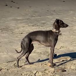 Matilda - Italian Greyhound