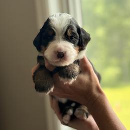 Dark purple - Black rust and white female Bernese Mountain Dog puppy in Holland, New York from Must B Buffalo Berners