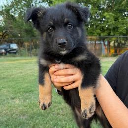 Dexter - Black tri-color male Australian Shepherd puppy in Piedmont, Oklahoma from HeartDriven Aussies
