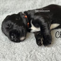 Cheeto - Black male Schnoodle puppy in Saint Augustine, Florida from Gunnie Luv, LLC