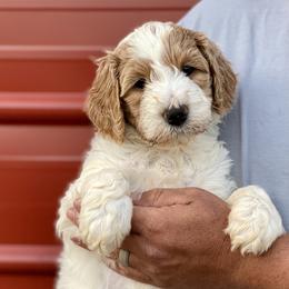 Goldendoodle Puppies from Cane Creek Goldendoodles