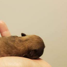 Pomeranian Puppies from Fancy Paws Pomeranian