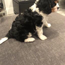 Cavalier King Charles Spaniel and Pembroke Welsh Corgi Puppies from Puppy PlayPen