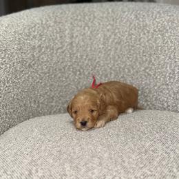 Ash - Red  male Goldendoodle puppy in Layton, Utah from Gracious Doodle Dogs
