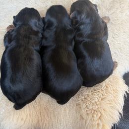 Yorkshire Terrier Puppies from Diane Davis