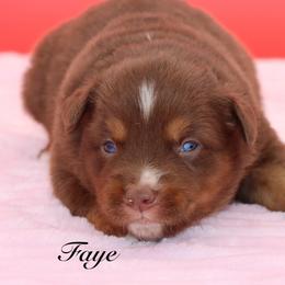 Fawn - Red tri female Miniature Australian Shepherd puppy in Weeki Wachee, Florida from Arlington's Mini Aussies